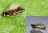 Phyllonorycter schreberella